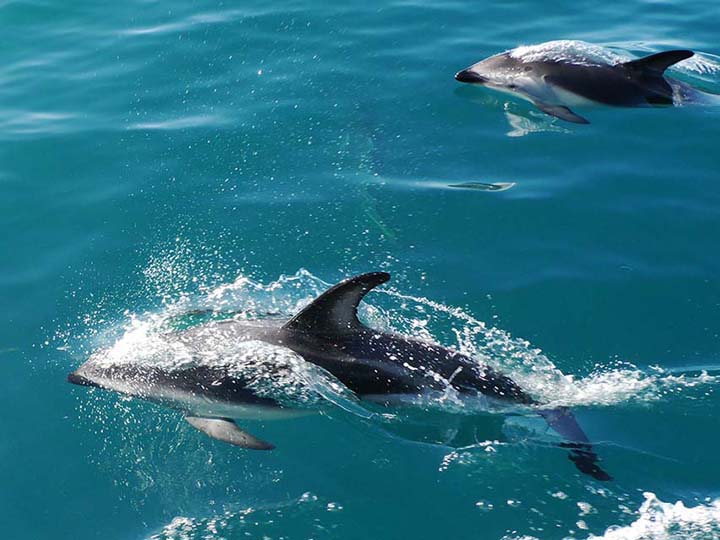 Schwarzkopf Delphine - New Zealand